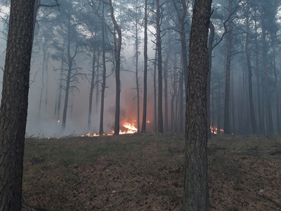 Im Sommer 2019 hielt ein Waldbrand Forst, Feuerwehren, THW und weitere Helfer eine Woche lang in Atem. Foto: J. Schröder/Landesforst MV