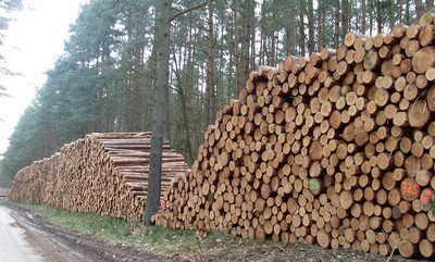 Holzpolter