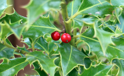 Die roten Beeren der Europäischen Stechpalme Foto: Antranias/Pixabay