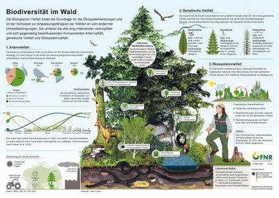 Die biologische Vielfalt im Wald auf allen Ebenen – genetische Vielfalt, Artenreichtum und Ökosystemvielfalt. Bild: FNR